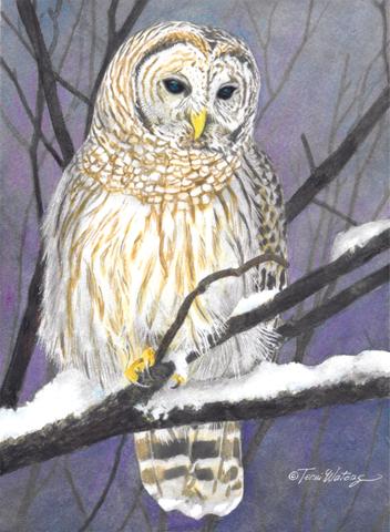 Smokies Wildlife - Owls: Creatures of the Night