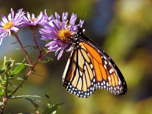 Smokies Wildlife - Monarch On The Wings