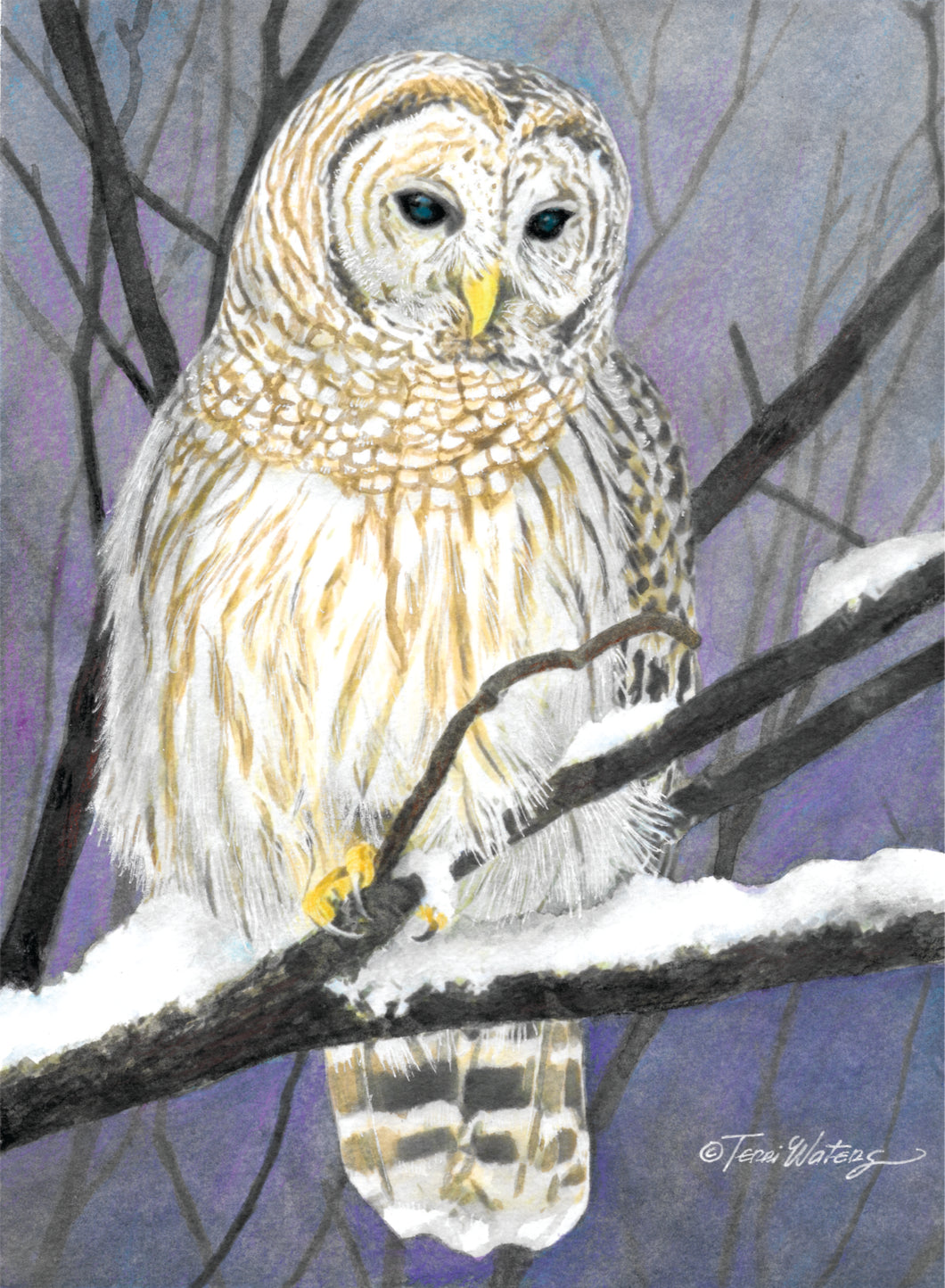 A Smokies wildlife watercolor of a barred owl. 