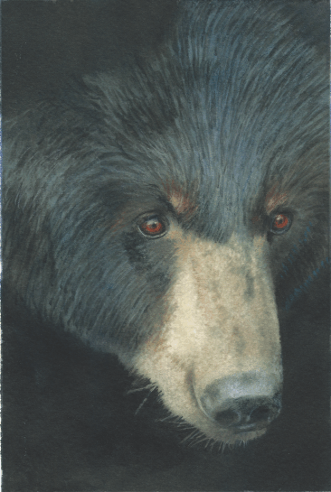 Close up of a Smoky Mountain Black Bear. Watercolor.