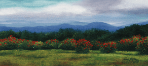 Flame Azalias from Gregory's Bald - Watercolor. Smoky Mountains.