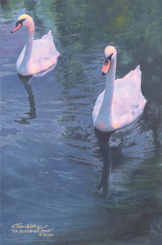 For many years, I have passed the pond on Buckhorn Road and gazed in awe at the two beautiful swans gliding peacefully on the still waters.