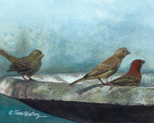A Smokies wildlife painting depicting wild birds in a birdbath. 