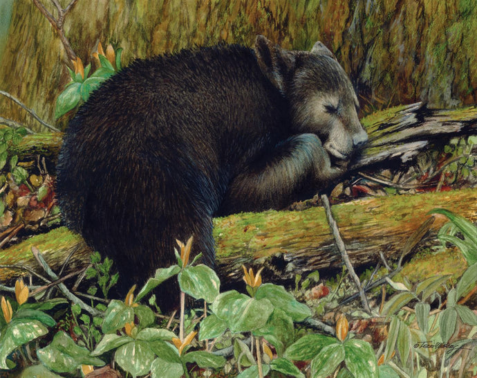 A Smokies wildlife painting, in watercolor, of a sleeping bear amid wildflowers. 