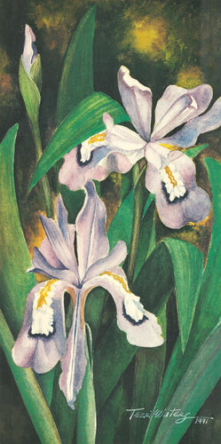 A floral watercolor of Dwarf Iris. 