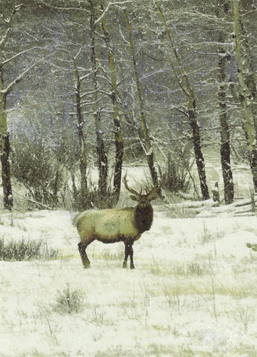 A winter wildlife painting of majestic elk, silhouetted by a tree line against a gray-blue sky. Watercolor.