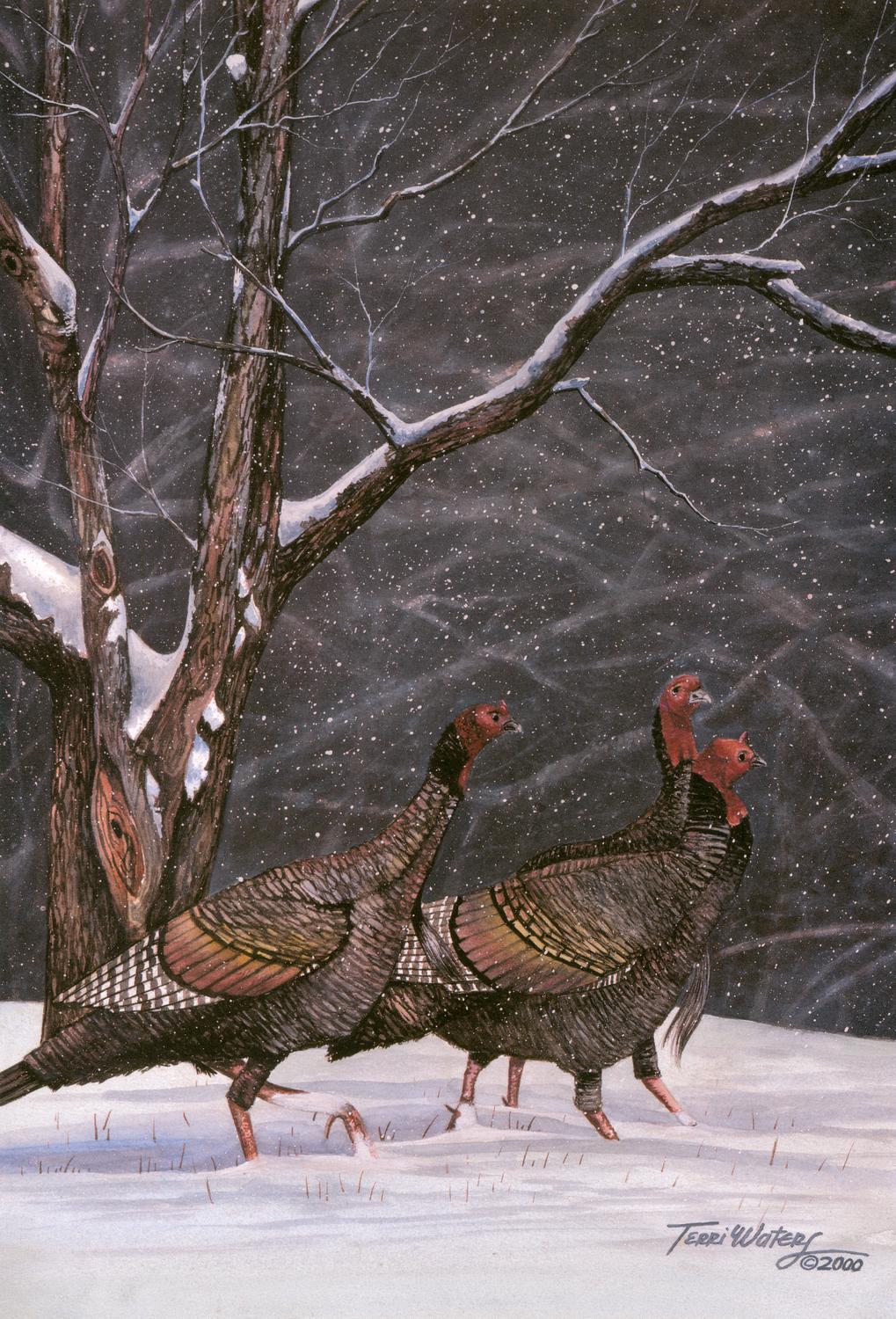 A winter wildlife painting of wild turkeys in the snow, rendered in watercolor. 