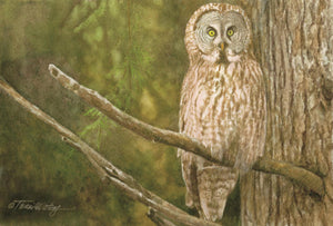 A Smokies wildlife watercolor of a barred owl.