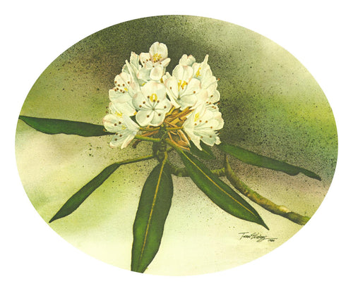 A floral watercolor of delicately tinted Rhododendron blooms. 