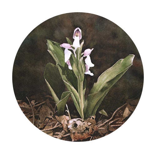 A floral watercolor of a Smokies springtime wildflower, Showy Orchis, blooming from April to May.
