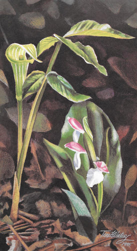 A floral watercolor painting of two Smokies wildflowers—Showy Orchis and Jack-in-the-Pulpit.