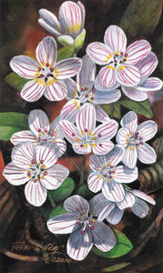 A floral watercolor painting of Spring Beauty, an early spring Smokies wildflower. 