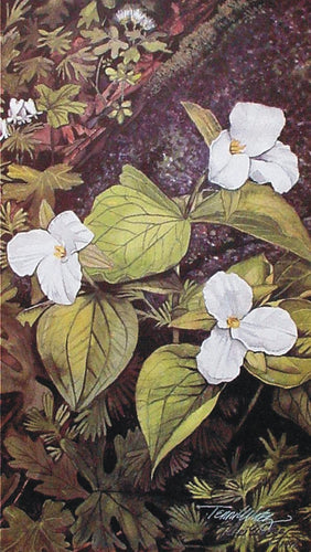 A Smokies floral watercolor painting of White Trillium. 