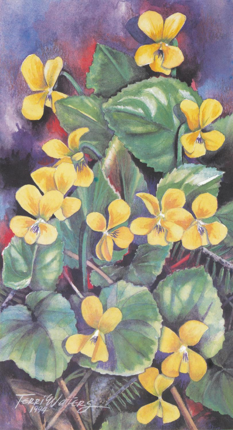 A floral watercolor painting of Yellow Violets, a Smokies wildflower. 